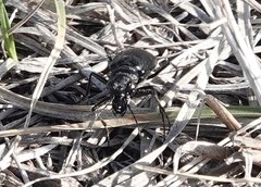 Cicindela nebraskana