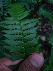 Adiantum wilesianum