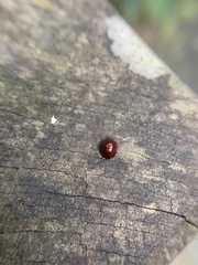 Chilocoristes funestus