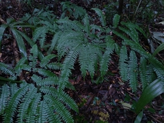 Adiantum wilesianum