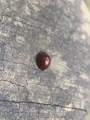 Chilocoristes funestus