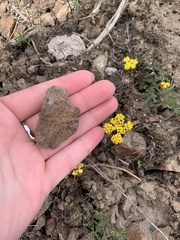 Lomatium cous