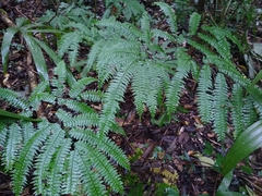 Adiantum wilesianum