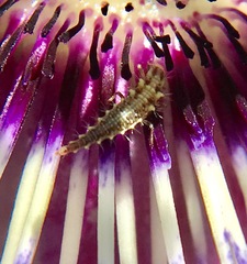 Chrysoperla pudica-group