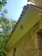 Trichonephila clavipes