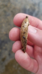 Venustaconcha ellipsiformis