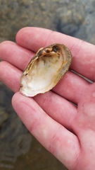 Venustaconcha ellipsiformis