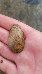 Venustaconcha ellipsiformis