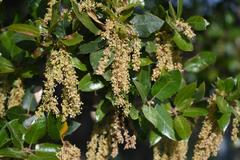 Quercus wislizeni wislizeni