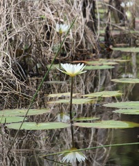 Nymphaea ampla