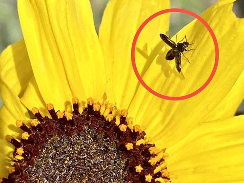 iNaturalist observation photo of Soft-winged Flower Beetles