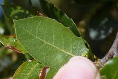 Quercus wislizeni wislizeni