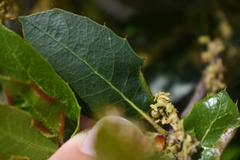 Quercus wislizeni wislizeni