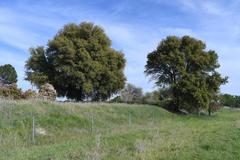 Quercus wislizeni wislizeni