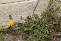 Hyoseris radiata