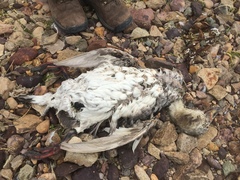 Tachyeres leucocephalus