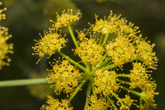 Ferula tingitana