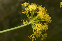 Ferula tingitana