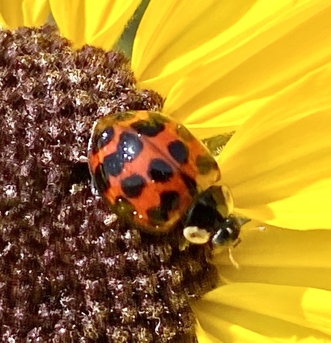 iNaturalist observation photo of Asian Lady Beetle
