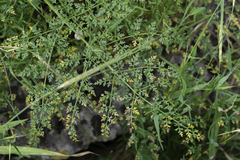 Ferula tingitana