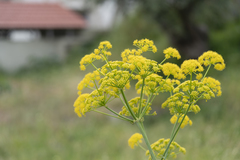 Ferula tingitana