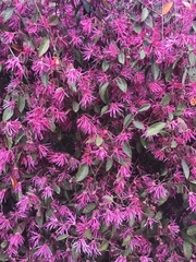 Loropetalum