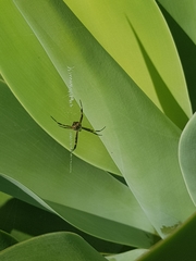 Argiope argentata