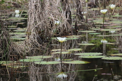 Nymphaea ampla
