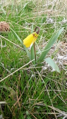Fritillaria pudica
