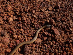 Elapognathus coronatus