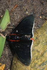 Pyrrhopyge