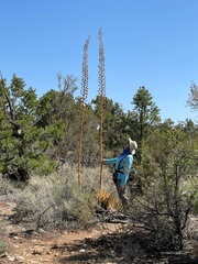 Agave utahensis kaibabensis