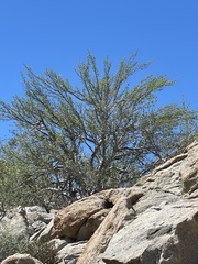 Pachycormus discolor