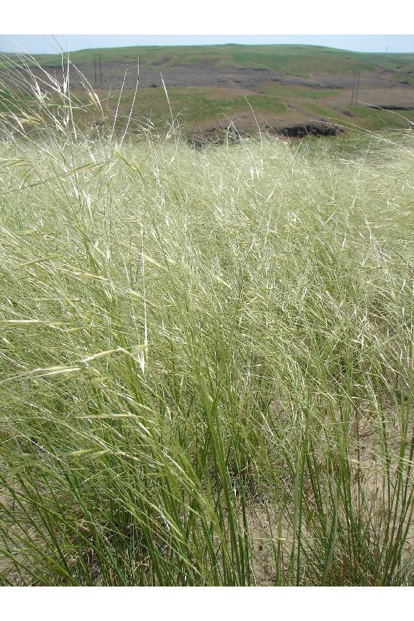 Needle-and-Thread (Plants Of Lathrop State Park) · INaturalist