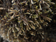 Hedwigia stellata