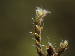 Hedwigia stellata