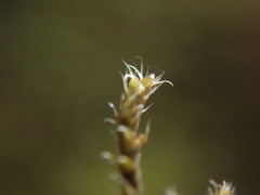 Hedwigia stellata