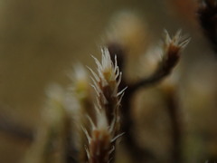 Hedwigia stellata