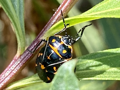 iNaturalist observation photo of Harlequin Bug