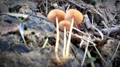 Marasmius elegans