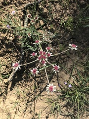 Lomatium hooveri