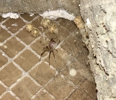 Latrodectus geometricus