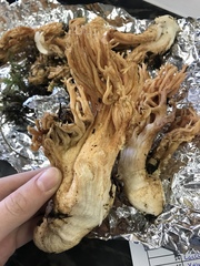 Ramaria acrisiccescens