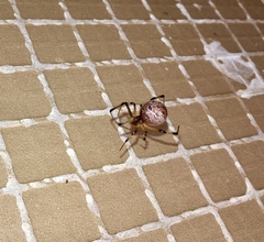 Latrodectus geometricus
