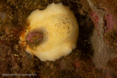 Fissurellidea