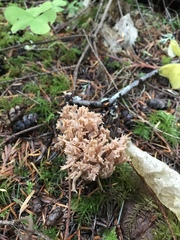 Ramaria acrisiccescens