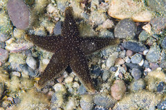 Anasterias antarctica