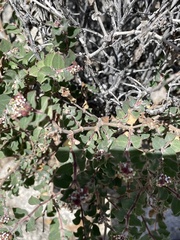 Euphorbia tomentulosa