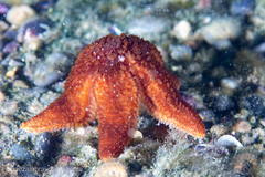 Anasterias antarctica