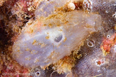 Ascidiella aspersa